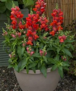 ASLAN AĞZI SAKSILIK (10 TOHUM) TURUNCU