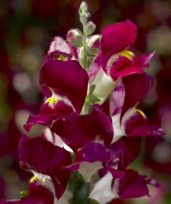 ASLAN AĞZI SAKSILIK (10 TOHUM) BURGUNDY
