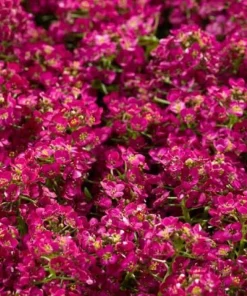 Alisyum Tohumu İnci Açık Pembe - Saksılık 10 Tohum