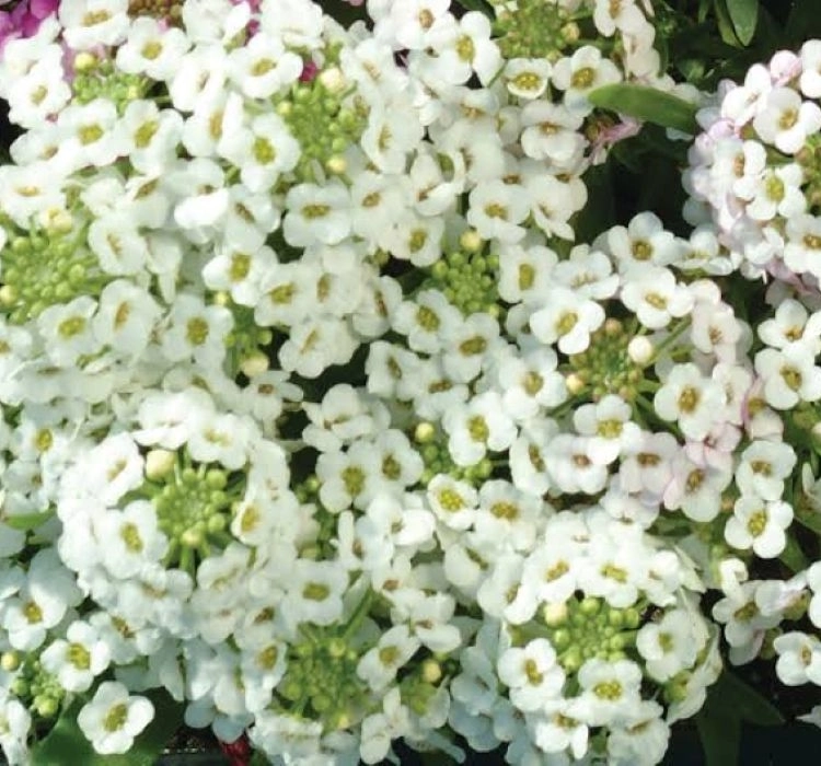 alisyum-inci-beyaz-05-cicek-tohumlari-b424ab1