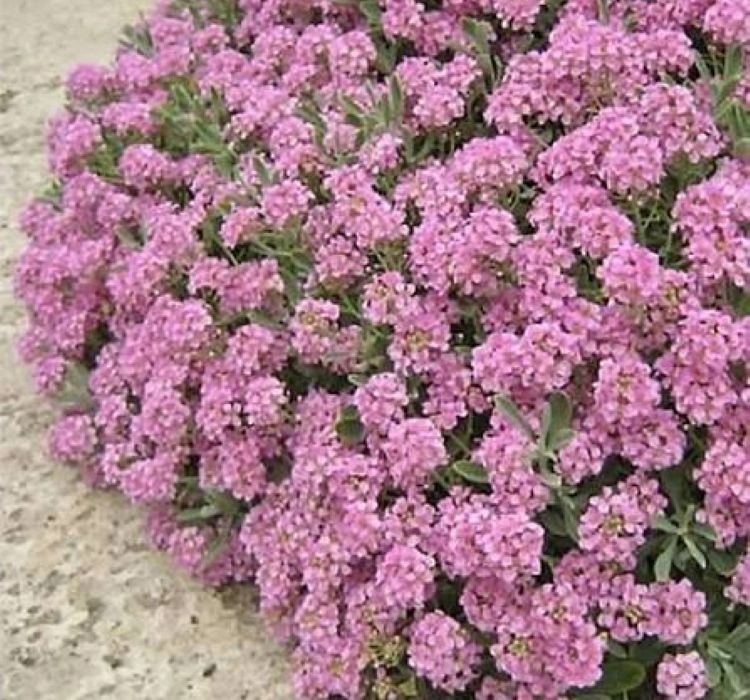 alisyum-inci-koyu-pembe-02-cicek-tohumlari-2ea19f1