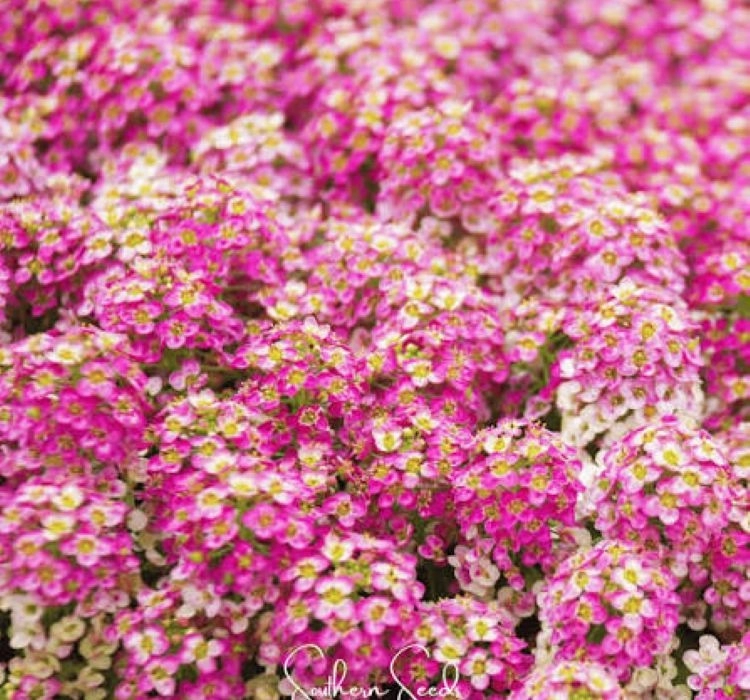 alisyum-inci-koyu-pembe-03-cicek-tohumlari-55c672c