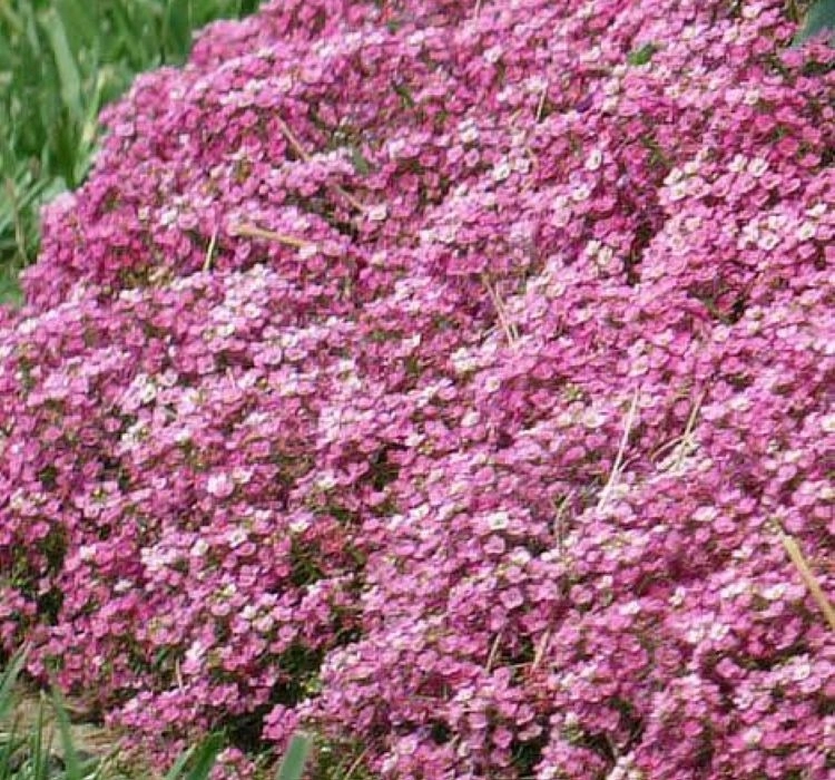 alisyum-inci-koyu-pembe-04-cicek-tohumlari-8e677ac