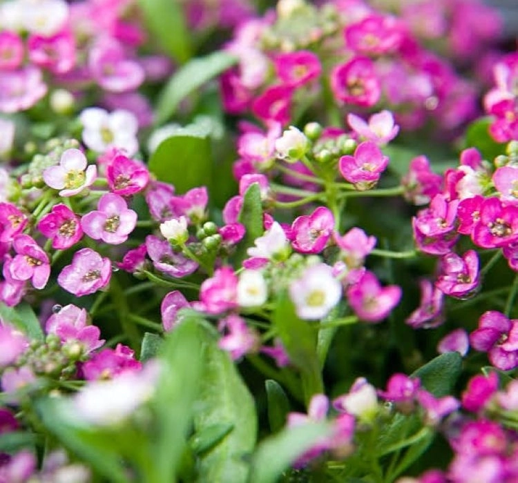 alisyum-inci-koyu-pembe-05-cicek-tohumlari-576a69c