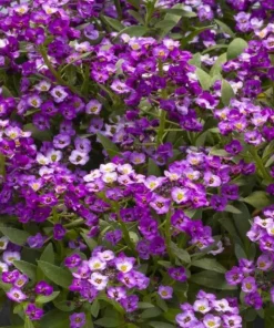 Alyssum Kraliyet Halısı Mor Renk - Saksılık 10 Tohum