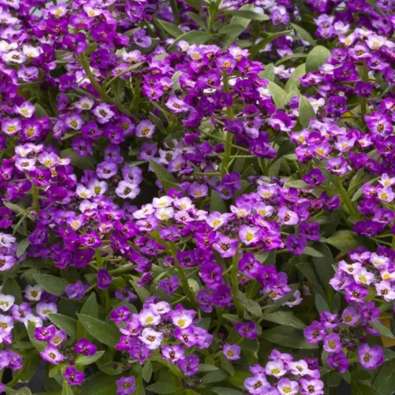 Alyssum Kraliyet Halısı Mor Renk - Saksılık 10 Tohum Alyssum Kraliyet Halısı Mor Renk - Saksılık 10 Tohum