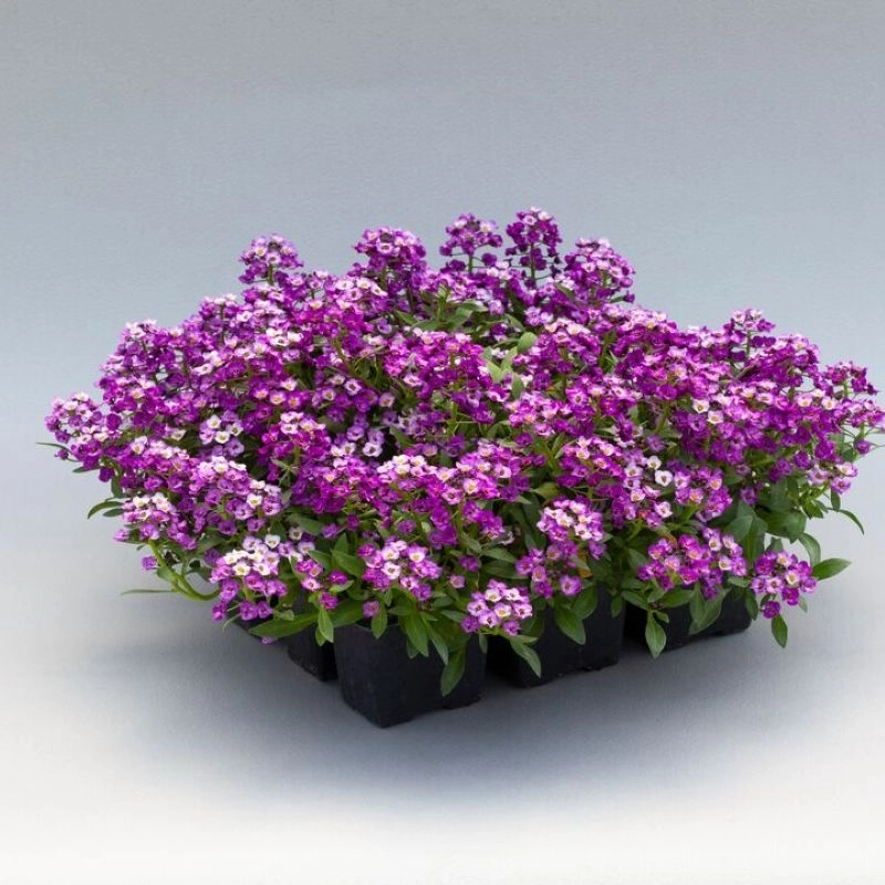 alyssum-mor-2-cicektohumu-efa2cd9
