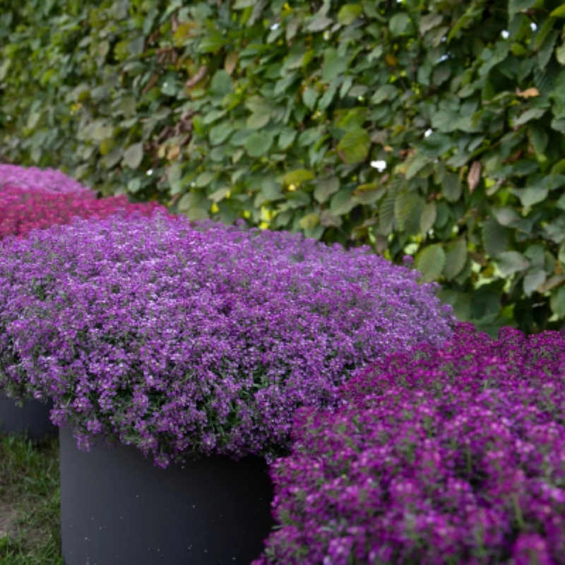 alyssum-mor-4-cicektohumu-95f888b