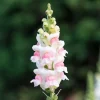 AslanAğzı Uzun Antik Seri Appleblossom Renk - Saksılık 10 Tohum