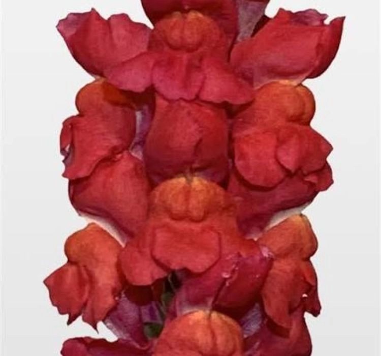aslanagzi-filamingo-2-cicek-tohumlari-8071cf9