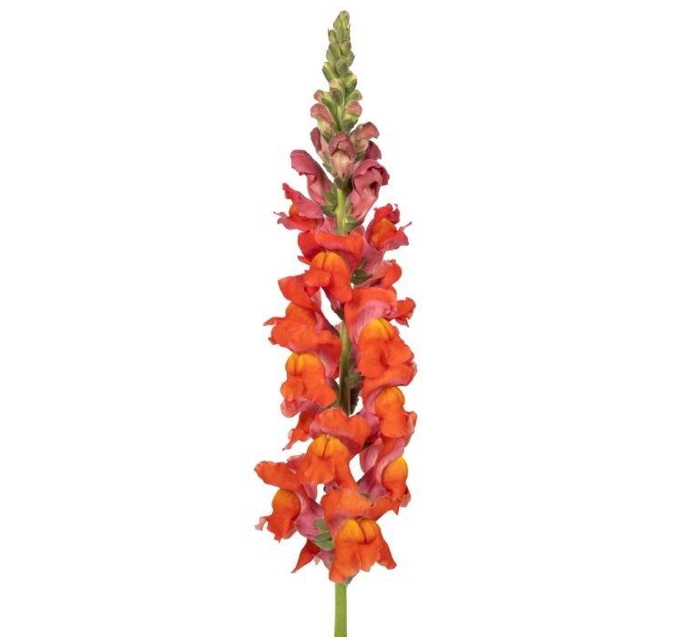 aslanagzi-filamingo-4-cicek-tohumlari-c870444