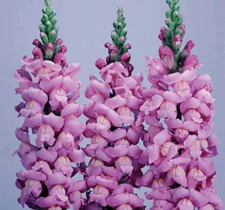aslanagzi-lavanta-3-cicek-tohumlari-e268dc0