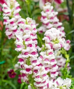 AslanAğzı Uzun Antik Seri Plumblossom Renk - Saksılık 10 Tohum