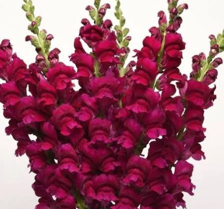 aslanagzi-royal-2-cicek-tohumlari-f9e89ec