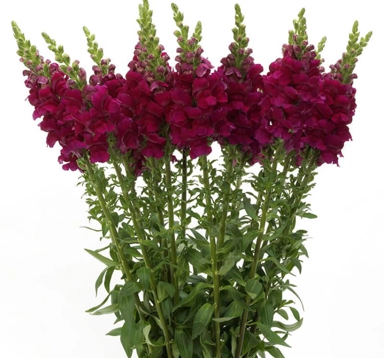 aslanagzi-royal-4-cicek-tohumlari-81f5e87