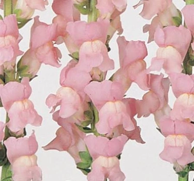 aslanagzi-shell-pink-2-cicek-tohumlari-c0f5860