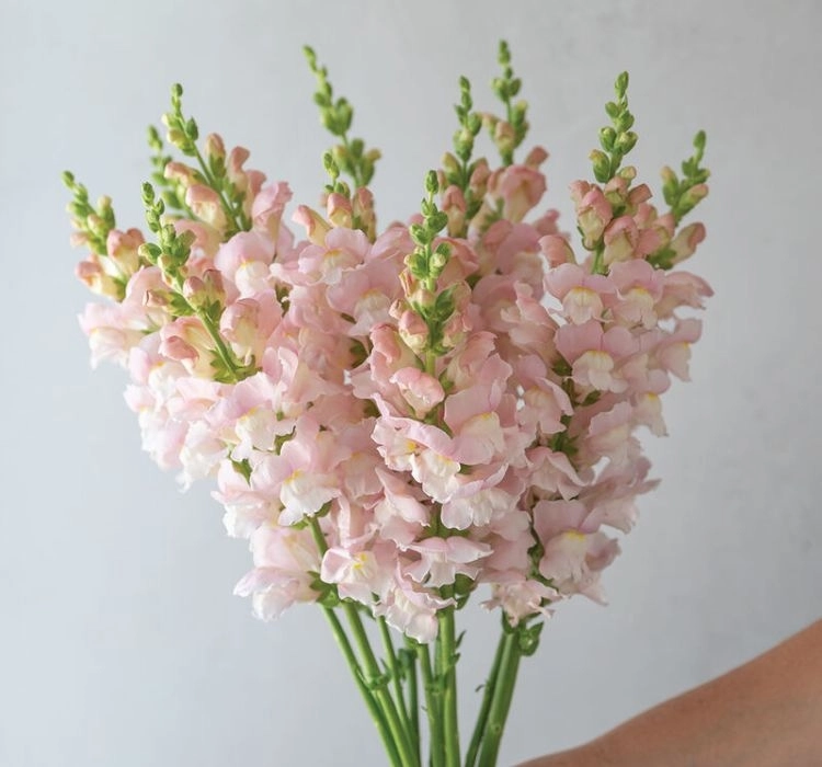 aslanagzi-shell-pink-3-cicek-tohumlari-1888516