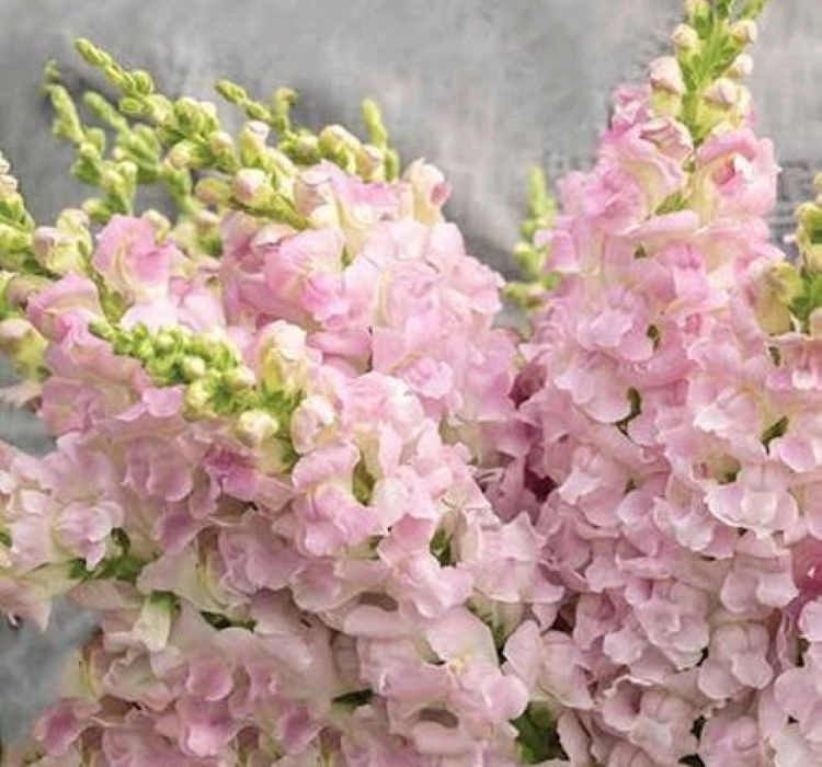 aslanagzi-shell-pink-5-cicek-tohumlari-8f2a48a