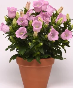 Çan Çiçeği Mini Seri Pembe Renk - Saksılık 10 Tohum