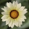 Gazanya Sarkan Seri Beyaz Renk - Saksılık 5 Tohum