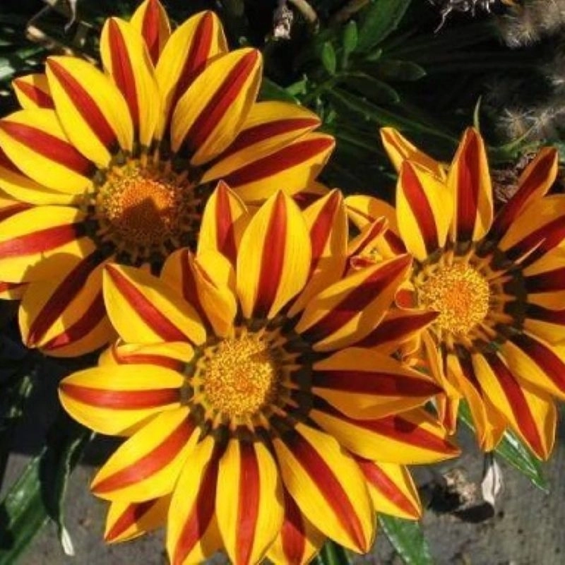 gazanya-turuncu-flame-3-cicektohumu-7a53d1b