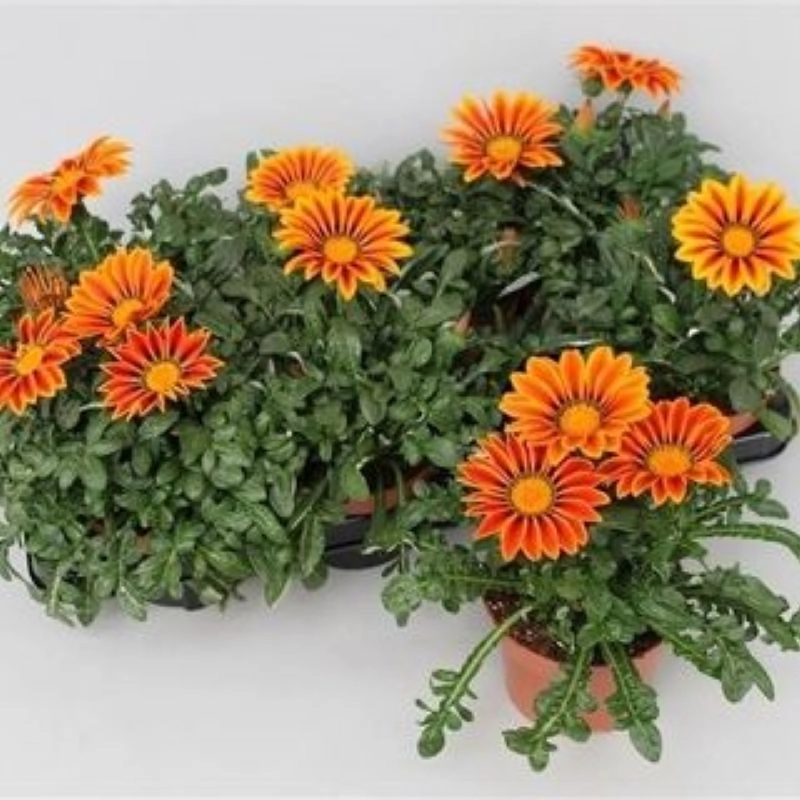 gazanya-turuncu-flame-5-cicektohumu-3c802c1