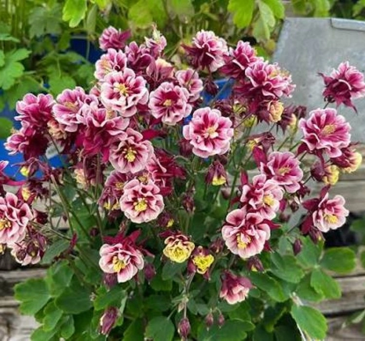 haseki-d-kirmizi-beyaz-2-cicek-tohumlari-85cdca3