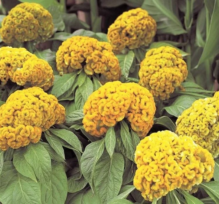 horoz-balta-sari-4-cicek-tohumlari-e10b862