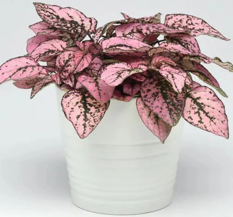 Hostes Antik Seri Pembe Renk - Saksılık 10 Tohum Hostes Antik Seri Pembe Renk - Saksılık 10 Tohum