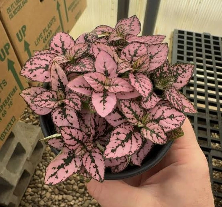 hostes-pembe-2-cicek-tohumlari-c0bb5f1