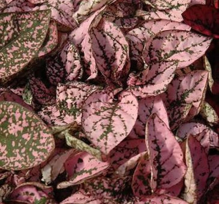 hostes-pembe-3-cicek-tohumlari-f2ca40e