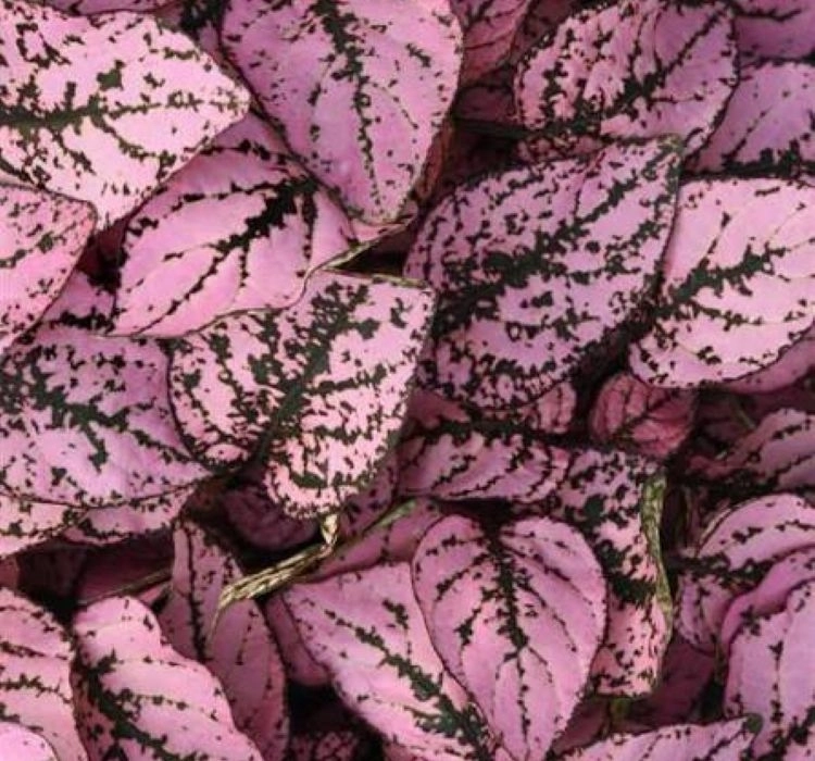 hostes-pembe-4-cicek-tohumlari-7f62990