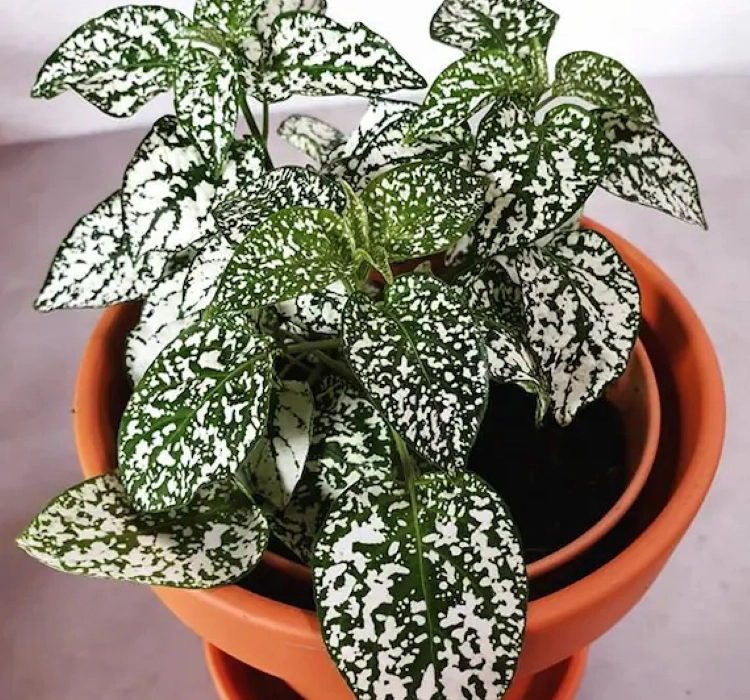 hostes-white-3-cicek-tohumlari-aed42ef