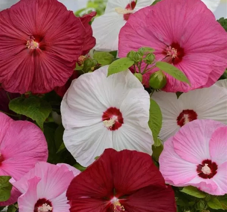 Japon Gülü Hibiscus Karışık Renk - Saksılık 5 Tohum Japon Gülü Hibiscus Karışık Renk - Saksılık 5 Tohum