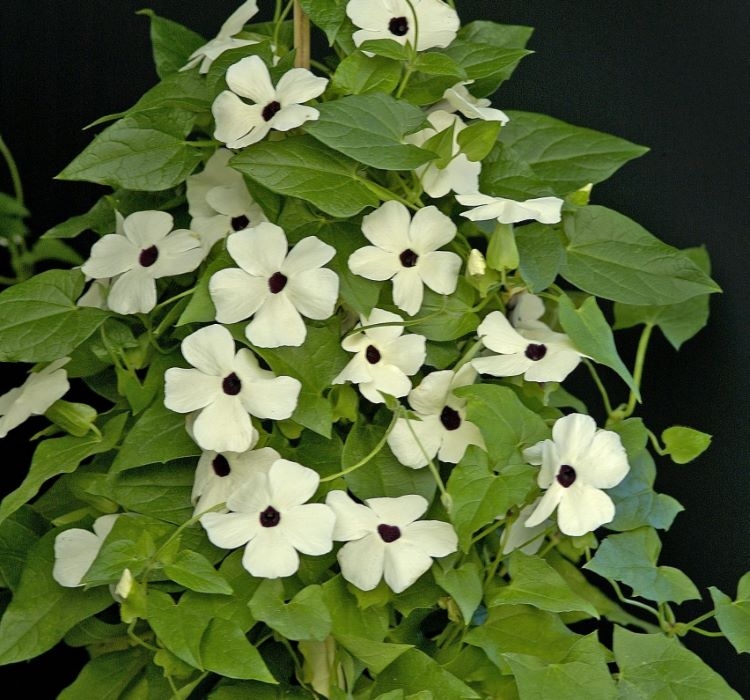karagozlu-suzan-beyaz-4-cicek-tohumlari-c015aeb