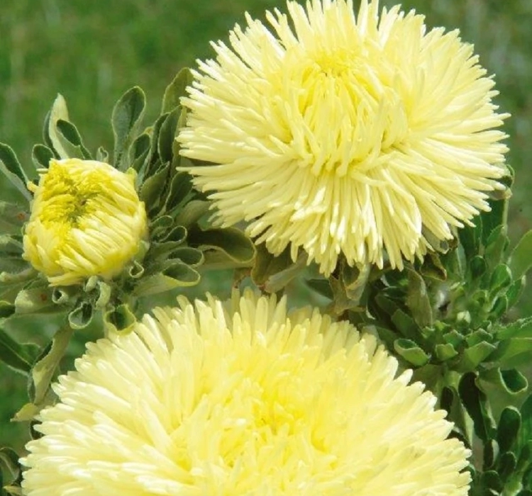 krizantem-sari-2-cicek-tohumlari-56d15f8