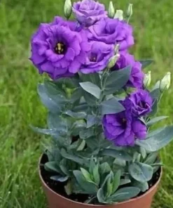 Lisianthus Katmerli Seri Mavi Renk - Saksılık 5 Tohum