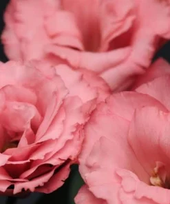 Lisianthus Katmerli Seri Pembe Renk - Saksılık 5 Tohum