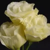 Lisianthus Katmerli Seri Sarı Renk - Saksılık 5 Tohum