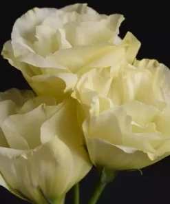 Lisianthus Katmerli Seri Sarı Renk - Saksılık 5 Tohum