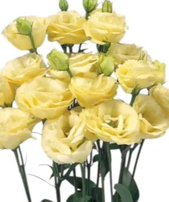 Lisianthus Katmerli Seri Açık Sarı Renk - Saksılık 5 Tohum
