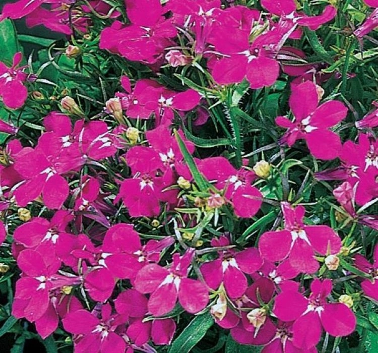 lobelya-koyu-kirmizi-05-cicek-tohumlari-3766016
