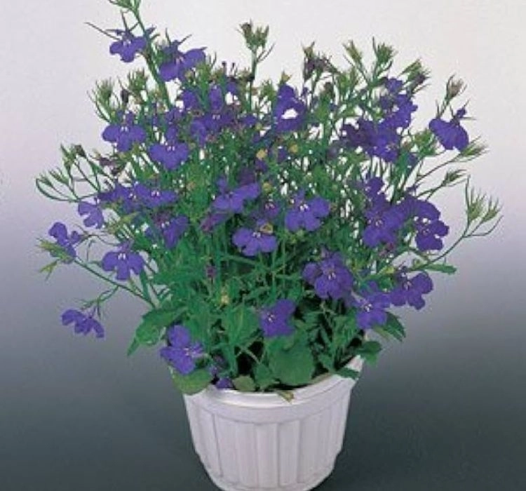 lobelya-mavi-03-cicek-tohumlari-2577021