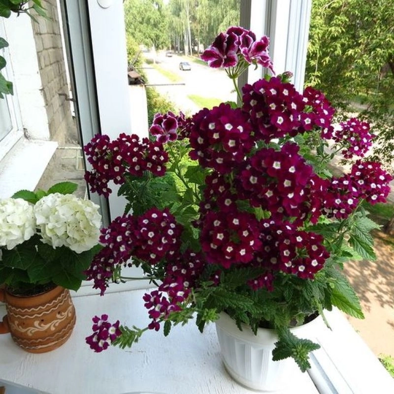 mine-burgundy-5-cicektohumu-d2403b8