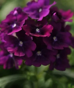 Mine Sarkan Antik Purble Renk - Saksılık 10 Tohum