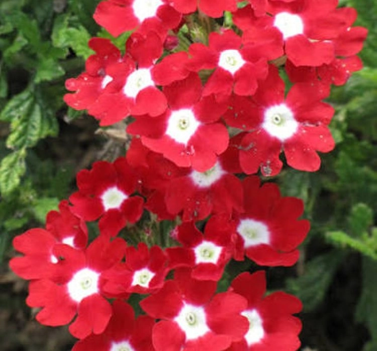 mine-red-eye-3-cicek-tohumlari-7c1067c