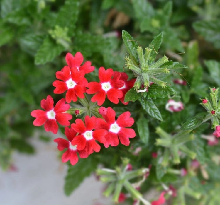 mine-red-eye-4-cicek-tohumlari-1bc749b
