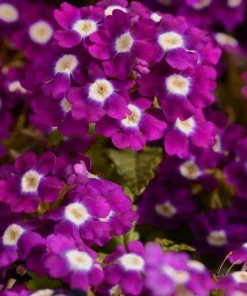 Mine Sarkan Antik Violet Renk - Saksılık 10 Tohum