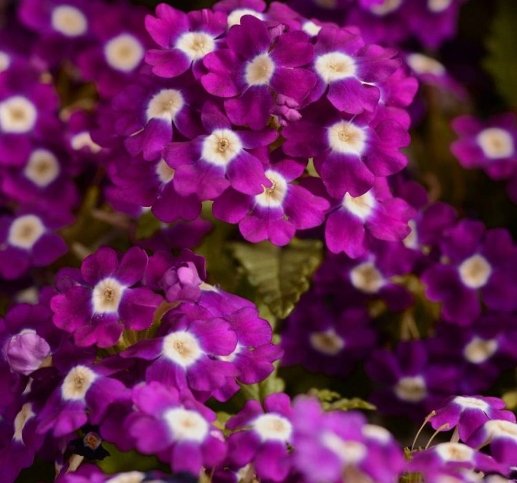 Mine Sarkan Antik Violet Renk - Saksılık 10 Tohum Mine Sarkan Antik Violet Renk - Saksılık 10 Tohum