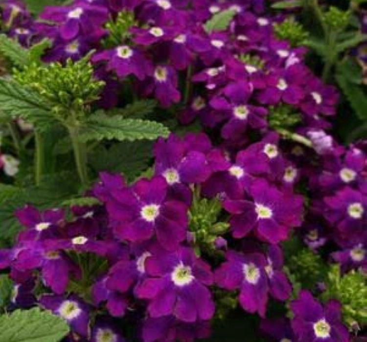 mine-violet-eye-3-cicek-tohumlari-511bfbc
